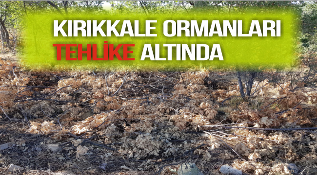 KIRIKKALE ORMANLARI TEHLİKE ALTINDA