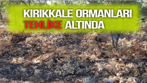 KIRIKKALE ORMANLARI TEHLİKE ALTINDA 