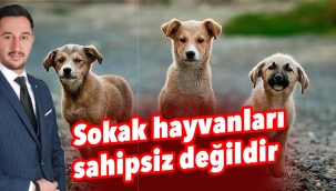 Sokak hayvanları sahipsiz değildir  