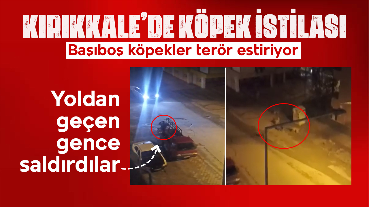 Kırıkkale'de sürü halindeki köpekler terör estiriyor