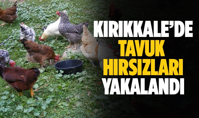 Kırıkkale'de tavuk hırsızları yakalandı