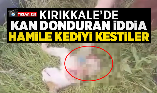 Kırıkkale'de kan donduran iddia hamile kediyi kestiler!