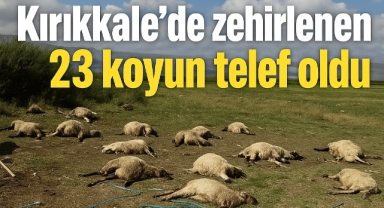 Kırıkkale'de zehirlenen 23 koyun telef oldu