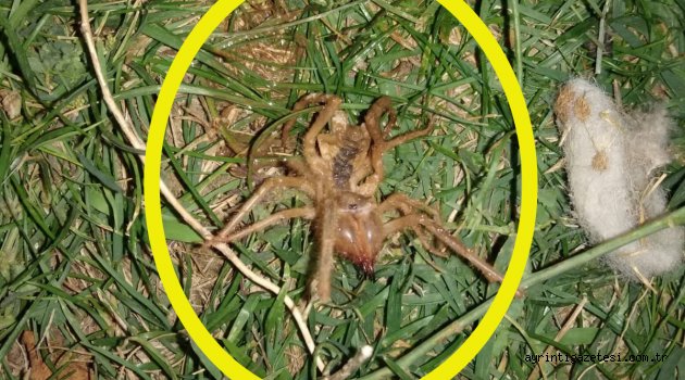 DİKKAT! SARIKIZ AŞAĞIMAHMUTLAR'A KADAR GELDİ