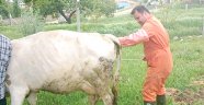 67 bin büyük baş hayvan var 