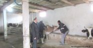Şapla Mücadele devam ediyor 