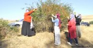 Kuşburnu Toplayarak Kışa Hazırlık Yapıyorlar
